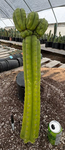 #EC169 EXACT Trichocereus Pachanoi Monstrose TPM Cactus 24” Cutting