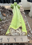 #EC169 EXACT Trichocereus Pachanoi Monstrose TPM Cactus 24” Cutting