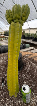 #EC169 EXACT Trichocereus Pachanoi Monstrose TPM Cactus 24” Cutting