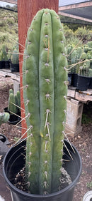 #EC17 EXACT Trichocereus Peru Bonny X Colossus Cactus 14”