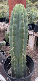 #EC17 EXACT Trichocereus Peru Bonny X Colossus Cactus 14”