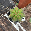 #EC17 EXACT Trichocereus Peru Bonny X Colossus Cactus 14”