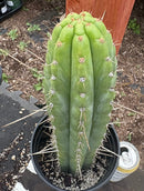#EC17 EXACT Trichocereus Peru Bonny X Colossus Cactus 14”