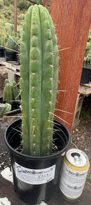 #EC17 EXACT Trichocereus Peru Bonny X Colossus Cactus 14”