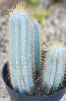 #EC170 EXACT Pilosocereus Azureus "Blue Candle" Ornamental Cactus cuttings " 12, 8.5", 7"
