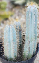 #EC170 EXACT Pilosocereus Azureus "Blue Candle" Ornamental Cactus cuttings " 12, 8.5", 7"