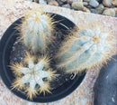#EC170 EXACT Pilosocereus Azureus "Blue Candle" Ornamental Cactus cuttings " 12, 8.5", 7"