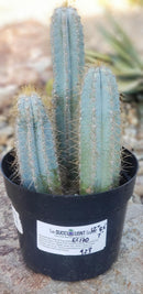 #EC170 EXACT Pilosocereus Azureus "Blue Candle" Ornamental Cactus cuttings " 12, 8.5", 7"