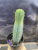 #EC171 EXACT Trichocereus Peruvianus OMS Ornamental Cactus 14”