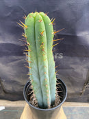 #EC171 EXACT Trichocereus Peruvianus OMS Ornamental Cactus 14”