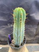 #EC171 EXACT Trichocereus Peruvianus OMS Ornamental Cactus 14”