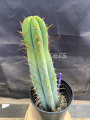 #EC171 EXACT Trichocereus Peruvianus OMS Ornamental Cactus 14”