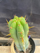 #EC171 EXACT Trichocereus Peruvianus OMS Ornamental Cactus 14”
