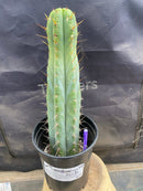 #EC171 EXACT Trichocereus Peruvianus OMS Ornamental Cactus 14”