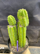 #EC172 EXACT Trichocereus Pachanoi PC San Pedro Cactus Specimen