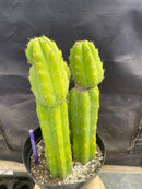 #EC172 EXACT Trichocereus Pachanoi PC San Pedro Cactus Specimen