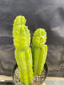 #EC172 EXACT Trichocereus Pachanoi PC San Pedro Cactus Specimen