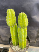 #EC172 EXACT Trichocereus Pachanoi PC San Pedro Cactus Specimen