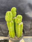 #EC172 EXACT Trichocereus Pachanoi PC San Pedro Cactus Specimen