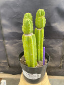 #EC172 EXACT Trichocereus Pachanoi PC San Pedro Cactus Specimen