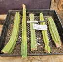 #EC174 EXACT Trichocereus Bridgesii TLC Cactus Cutting Lot
