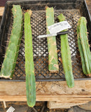 #EC174 EXACT Trichocereus Bridgesii TLC Cactus Cutting Lot