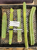#EC174 EXACT Trichocereus Bridgesii TLC Cactus Cutting Lot