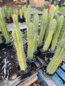 #EC175 EXACT Trichocereus Bridgesii Jiimz Tall Potted Cactus