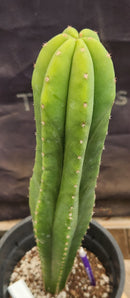 #EC177 EXACT Trichocereus Hybrid Pachanoi Decosta X Scopulicola Slimer Cactus 16.5"