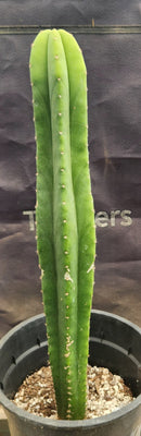#EC177 EXACT Trichocereus Hybrid Pachanoi Decosta X Scopulicola Slimer Cactus 16.5"