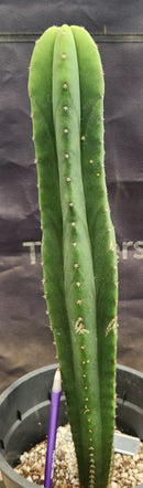 #EC177 EXACT Trichocereus Hybrid Pachanoi Decosta X Scopulicola Slimer Cactus 16.5"