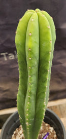#EC177 EXACT Trichocereus Hybrid Pachanoi Decosta X Scopulicola Slimer Cactus 16.5"