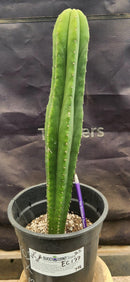 #EC177 EXACT Trichocereus Hybrid Pachanoi Decosta X Scopulicola Slimer Cactus 16.5"