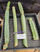 #EC178 EXACT Trichocereus Bridgesii ornamental TLC cactus cutting Lot