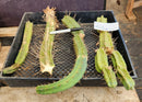 #EC179 EXACT Trichocereus Bridgesii TLC Cutting Ornamental Cactus Lot