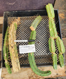 #EC179 EXACT Trichocereus Bridgesii TLC Cutting Ornamental Cactus Lot
