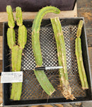 #EC179 EXACT Trichocereus Bridgesii TLC Cutting Ornamental Cactus Lot