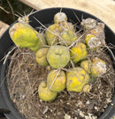 #EC18 EXACT Trichocereus Bridgesii Monstrose TBM Penis Ornamental Cactus 20+ segments