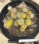 #EC18 EXACT Trichocereus Bridgesii Monstrose TBM Penis Ornamental Cactus 20+ segments
