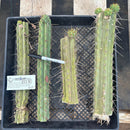 #EC180 EXACT Trichocereus Bridgesoid "SunSpine" TLC  Ornamental Cactus Cutting Lot