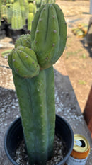 #EC181 EXACT Trichocereus Pachanoi Op New Zealand Cactus Potted 14”