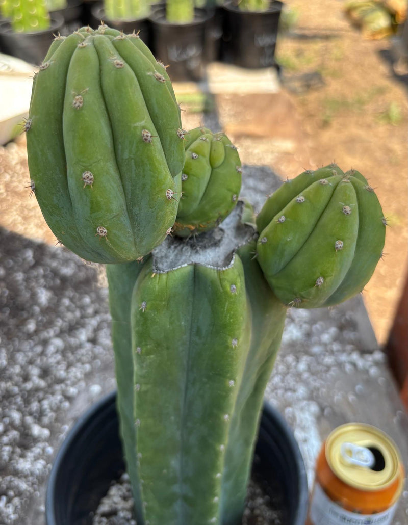 EC181 EXACT Trichocereus Pachanoi Op New Zealand Cactus Potted 14