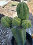#EC181 EXACT Trichocereus Pachanoi Op New Zealand Cactus Potted 14”