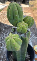 #EC181 EXACT Trichocereus Pachanoi Op New Zealand Cactus Potted 14”