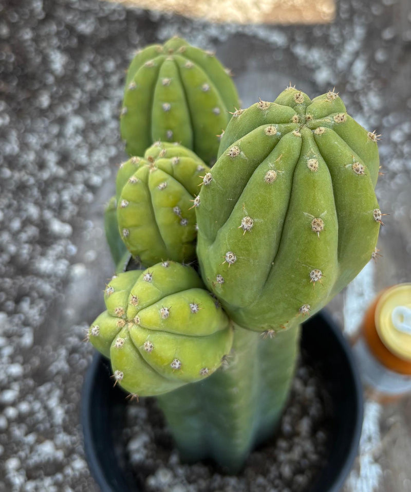 cactus new zealand EC181 EXACT Trichocereus Pachanoi Op New Zealand Cactus Potted 14”