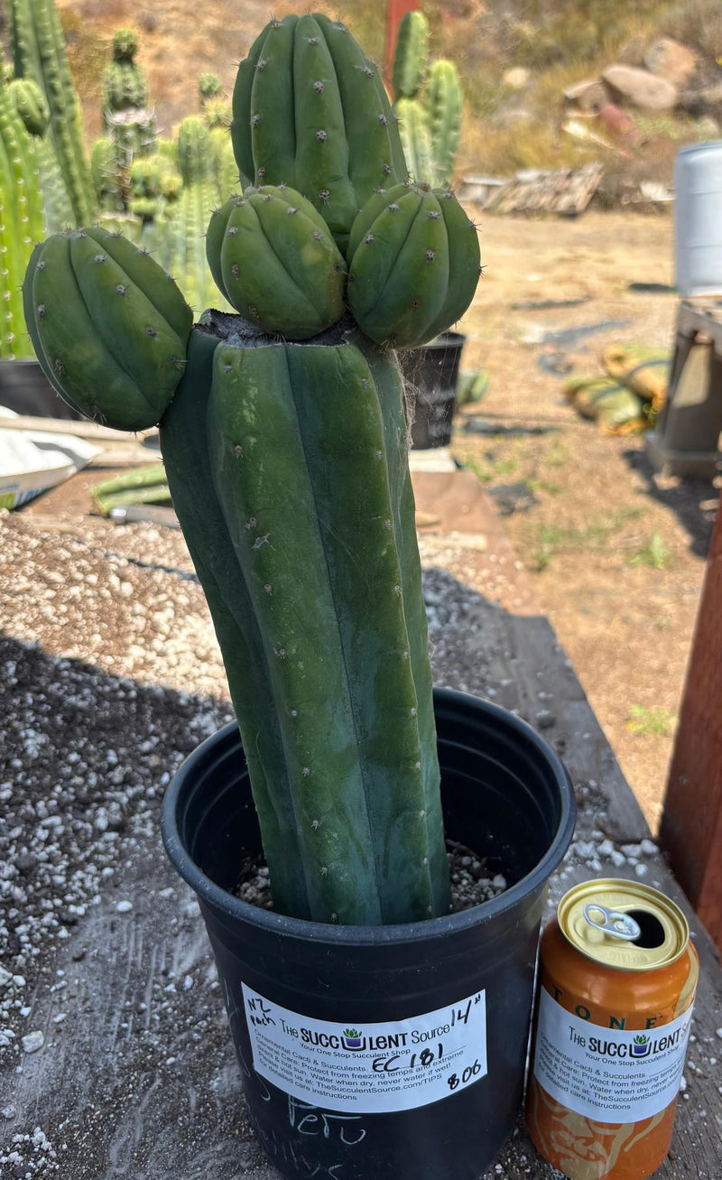 #EC181 EXACT Trichocereus Pachanoi Op New Zealand Cactus Potted 14