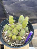 #EC184 EXACT Trichocereus Bridgesii Monstrose TBM Penis Ornamental Cactus