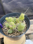 #EC184 EXACT Trichocereus Bridgesii Monstrose TBM Penis Ornamental Cactus