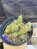 #EC184 EXACT Trichocereus Bridgesii Monstrose TBM Penis Ornamental Cactus