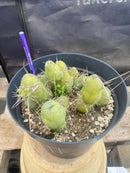 #EC184 EXACT Trichocereus Bridgesii Monstrose TBM Penis Ornamental Cactus